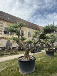 Olea Europea - olivovník 240-260 cm s kvetináčem