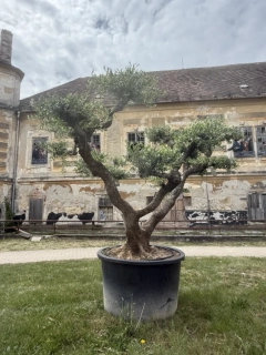 Olea Europea - olivovník 240-260 cm s kvetináčem