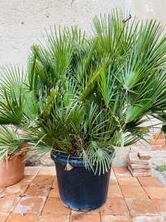 Chamaerops Humilis - výška 140 cm květináč 80L