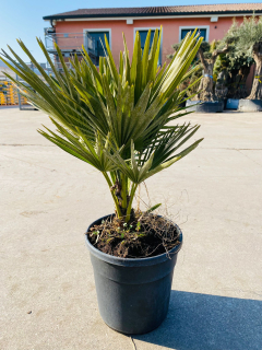 Chamaerops humilis Vulcano 60-70cm, -10°C