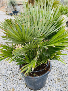 Chamaerops humilis Vulcano výška s květináčem 125cm, -10°C