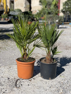 Chamaerops Humilis 50-70cm, -17°C