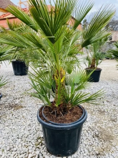 Chamaerops Humilis 150cm, -14°C