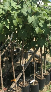 Fíkovník Ficus carica - odrůda BROGIOTTO tmavá - 160-170cm, -12°C