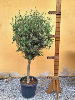 Olea Europaea - olivovník 190-210cm s květináčem