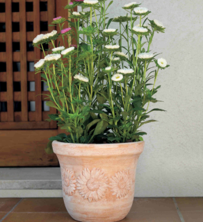 VASO GIRASOLE šířka 30cm x výška 25cm