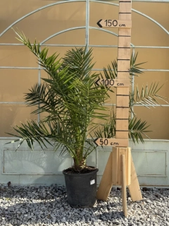Phoenix canariensis - Datlovník kanárský výška s květináčem 110-130cm ( -6°C)