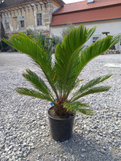 Cykas revoluta - výška rostliny 90cm