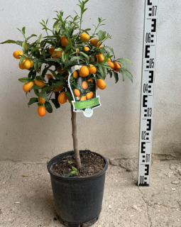 Kumquat - výška 55-70cm s plodmi 