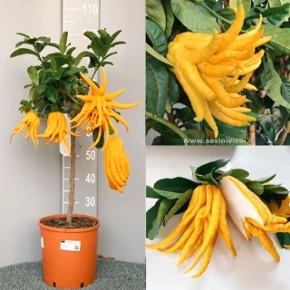 Citrus Budhova ruka - Mano di Budha - 100-120cm
