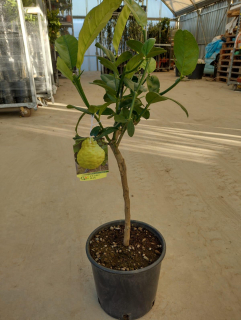 Citrus Cedro max (Medica) - cedrát - výška 60/70cm