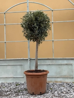  Olea Europaea - olivovník 140-160cm s deco květináčem