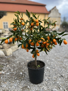 Kumquat -výška rostliny s květ.- 55-75cm