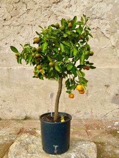 Calamondin výška rostliny s květ. 50-70cm, s plody
