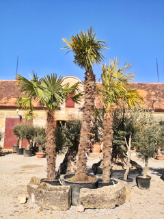 Trachycarpus fortunei, výška palmy s květináčem 370cm