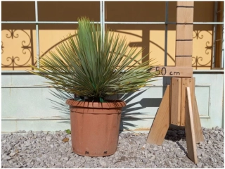 Yucca rostrata - výška s květináčem 60-70 cm