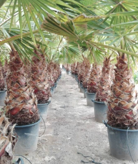 Washingtonia robusta 230-240cm ( -10°C)