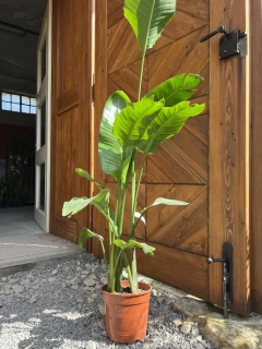 Strelície augusta 100-120cm s květináčem