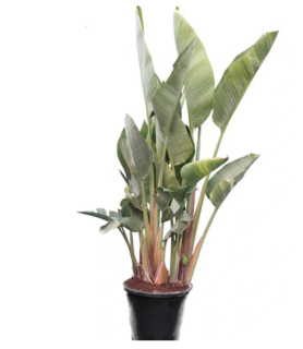 Strelície augusta multikmen, květináč šírka 40cm - 170cm výška