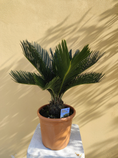 Cykas revoluta 30-40cm výška rostliny