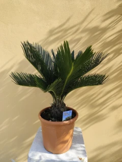 Cykas revoluta 45-55cm výška rostliny