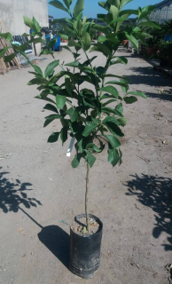 Citrus Limone Carrubaro - výška 130-150cm