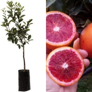 Pomerančovník krvavý - Citrus Arancio Moro - výška 130/150cm