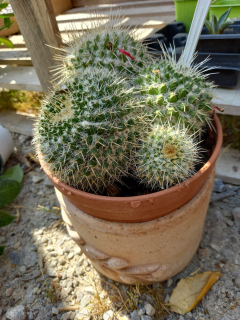 Kaktus