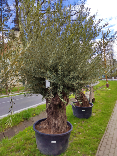 Olivovník Olea europaea Bonsai 220cm, 285L