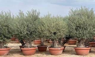 AKCE - Olivovník Olea europaea Bonsai - 190-210cm, květináč 160L deco