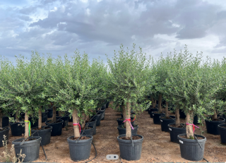 AKCE-SLEVA!  Olea europaea, hrubší kmen, výška s květ. 160-180 cm květináč objem 45L