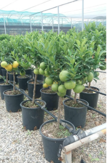 Citrus myrtifolia - chinotto 55-70cm