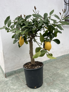 Citrus Lunario s květinami nebo plody, hrubší kmen