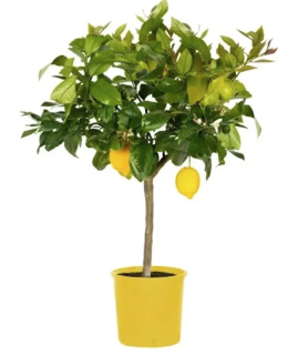 Citrus limone Lunario (s květinami nebo plody již), výška 60-80cm