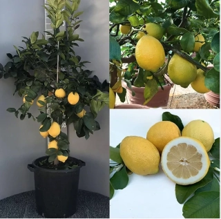 Citrus limone odrůda - La Zagara bianca 170-190cm s kvetináčem