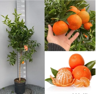 Mandarinka Clementina - Citrus Clementino na kmeni - výška s květ. 110-120cm