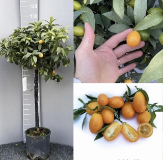 Kumquat - výška 140-150cm, šířka květináče 26cm