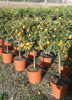 Akce - Kumquat - výška 120-150cm