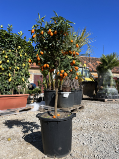 Kumquat výška 140-170cm s květináčem