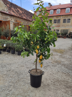 Citronovník- Citrus limone 170cm