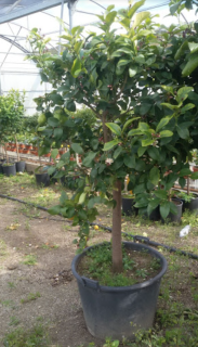 Citrus limone - citrónovník 150-170cm