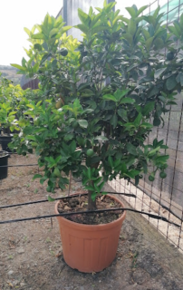 Citrus sinensis - Pomerančovník - 150-170cm