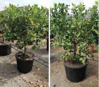 Citrus limone - citronovník 170-200cm