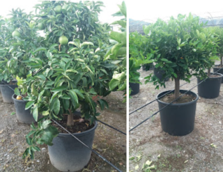 Citrus sinensis - Pomerančovník - 170-190cm
