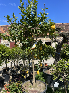Citrus limone - citroník 170-190cm