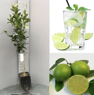 Karibská limetka Lime di Tahiti - výška 130-150cm