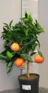 Pomerančovník Arancio Vaniglia - 50-70cm