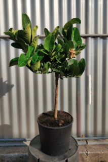 Citrus Budhova ruka - Mano di Budda - výška 60/80cm