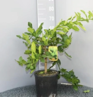Citrus Combawa Hystrix 60-80cm