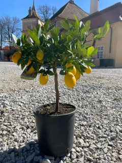 Limequat / Lemonkumquat 60-80cm